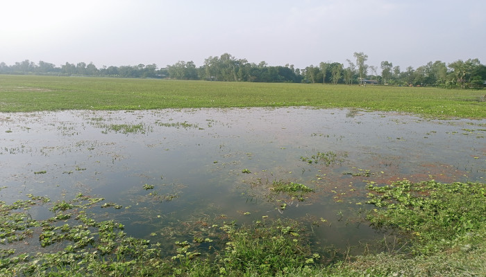 সিরাজগঞ্জের সলংগায় এবং তাড়াশে  জলাবদ্ধতায় হাজার হাজার বিঘা জমি অনাবাদি