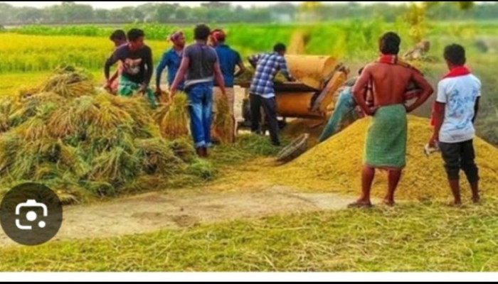 সিরাজগঞ্জের সর্বত্র ইরি বোরো ধান কাটা ও মাড়াইয়ের ধুম চলছে। প্রচন্ড রোদ আর গরমে কর্মব্যস্ত মানুষের নাভিশ্বাস। তার পরও থেমে নেই মৌসুমী এ ফসল ঘরে তোলার কাজ। খোঁজ নিয়ে জানা গেছে দেশের শষ্যভান্ডারখ্যাত তাড়াশের চলনবিলে এবার ইরিধানের বাম্পার ফলন হয়েছে। নিম্নাঞ্চল হওয়ায়  আগাম বৃষ্টি ও বর্ষার শঙ্কায় এ অঞ্চলে আগেভাগেই ইরি বোরো রোপন করা হয়ে থাকে। যার কারণে চৈত্র মাসের মাঝামাঝি থেকে শুরু করে বৈশাখের মাঝামাঝি এ সময়েই কৃষকেরা তাদের ফসল ঘরে তোলার কাজ শেষ করেন  ।  জেলার উল্লাপাড়া, রায়গঞ্জ, শাহজাদপুর,  কামারখন্দ এ এলাকাগুলো তুলনামুলক উচ্চ হওয়ায় সেখানে দেরিতে চাষ করা হয়। আর ফসল কাটতেও দেরি হয়।  জেলার বিভিন্ন উপজেলায় ঘুরে কৃষকদের সাথে কথা বলে জানা গেছে এবার আবহাওয়া অনুকুলে থাকায় ইরিবোরোর বাম্পার ফলনের সম্ভাবনা আছে। কিছুকিছু অঞ্চলের ধানে কারেন্ট পোকা ( এক ধরনের ছত্রাক) আক্রমণ করায় ব্যাপক ক্ষতির সম্ভাবনা দেখা দেয়। তাছাড়া ধানগাছের গোড়াপঁচনের কারণেও কিছু কিছু এলাকায় ক্ষতির আশঙ্কা করা হচ্ছে।  ক্ষতি গ্রস্থ এলাকার কৃষকদের অভিযোগ - তারা সরকারিভাবে কোনো পরামর্শ  বা সহযোগিতা পাচ্ছেন না।  তারা জানান, সরেজমিনে মাঠ পরিদর্শন করে ব্যবস্থা নেয়া  কৃষি সম্প্রসারন অধিদপ্তরের  দায়িত্ব থাকা সত্বেও তাঁরা খোঁজ খবর নেননি।  ব্যক্তি উদ্দ্যোগে কেউ কেউ উপজেলা কৃষি কর্মকর্তাদের সাথে পরামর্শ করে বালাই নাশক ব্যবহার করলেও তা যথেষ্ট ছিলনা। তা সত্বেও হাল ছাড়েননি এ অঞ্চলের কৃষকেরা।  সব মিলিয়ে  এবার সিরাজগঞ্জে ইরি- বোরোর বাম্পার ফলনের আশা সংশ্লিষ্ট সকলের।