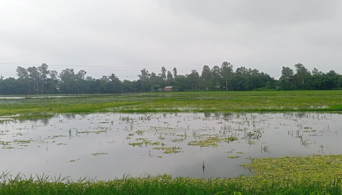 জলাবদ্ধতার কারনে এবারও সিরাজগঞ্জের  কয়েকটি উপজেলায় অনাবাদি থাকবে হাজার হাজার বিঘা জমি।