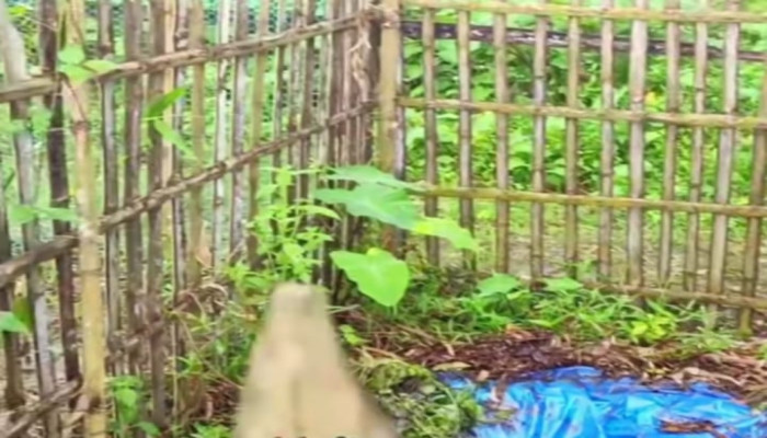 উল্লাপাড়া কবরস্থান থেকে  ৭ টি কঙ্কাল চুরি