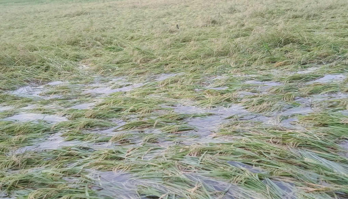 সলঙ্গায় রাতের বৃষ্টি ও দমকা হাওয়ায় ধানক্ষেতে বিপর্যয় — চাষিদের মুখে দুঃখের ছাপ