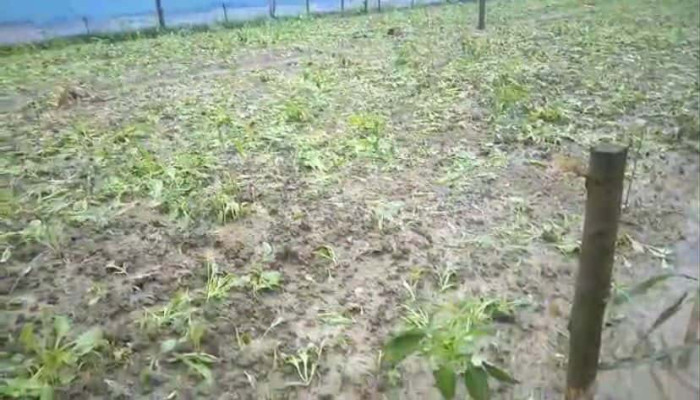 উল্লাপাড়ায় সরিষা ও আলু বীজ নষ্ট: পানিতে ডুবেছে  কৃষকের স্বপ্ব