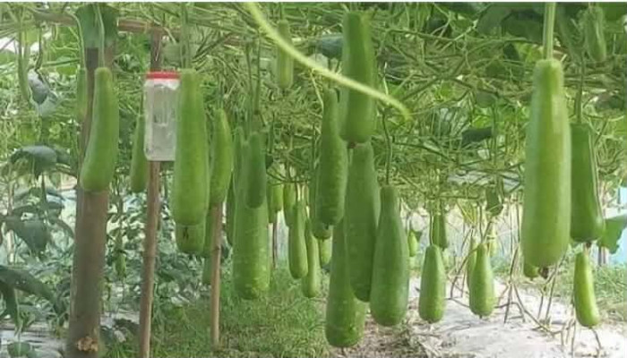 সলঙ্গায় অধিক লাভের আশায় সবজি চাষে ঝুঁকছেন কৃষকেরা