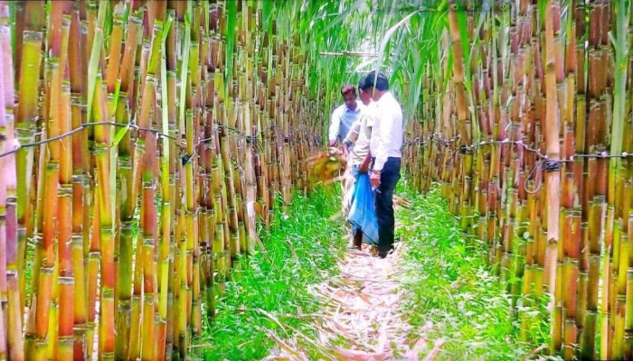 উল্লাপাড়ায় বাড়ছে আখ চাষ, বাম্পার ফলনে কৃষকদের মুখে হাসি